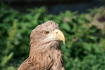Adult White-tailed Eagle (Haliaeetus albicilla)