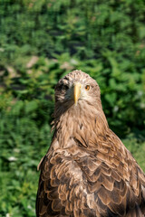Adult White-tailed Eagle (Haliaeetus albicilla)