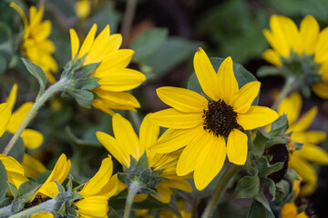 Group of Bright yellow gebera daisy (Gerbera jamesonii) in a garden. Also called Barberton daisy, Transvaal daisy, and as Barbertonse madeliefie.