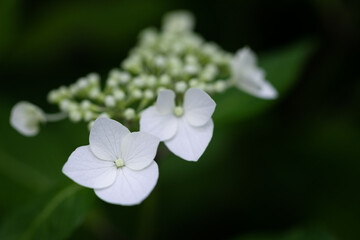 	初夏のあじさいの花　千葉県多古町　日本