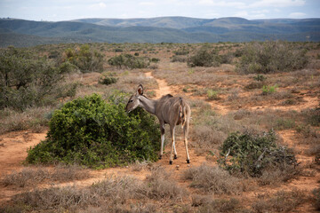 Fototapeta na wymiar wildebeest in the serengeti