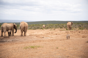 Obraz premium herd of elephants