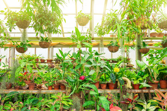 Glasshouse brightly lit with rows of house plants pots. Fresh green indoor potted houseplants growing in farming greenhouse before sale in store. Home gardening, botany hobby flower caring concept.
