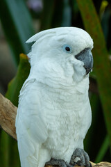 A white or umbrella cockatoo (Cacatua alba) from Australia eating on a branch in the forest...