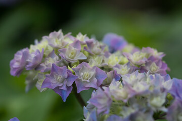 Fototapeta premium 初夏のあじさいの花 千葉県多古町 日本
