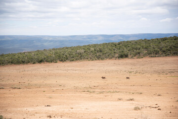 sand dunes and trees