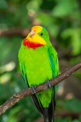 A bright green superb parrot (Polytelis swainsonii),or the Barraband's parrot, Barraband's or green leek parrot very close up (portrait view)