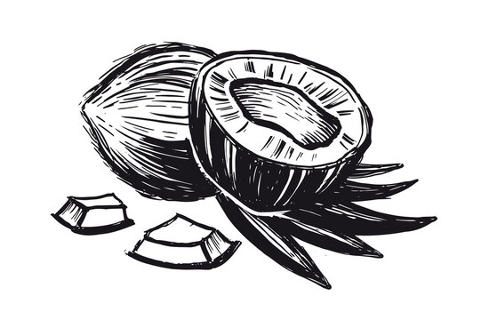 Coconut with palm leaf, hand drawn style on white background