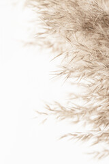 Dry neutral soft mist effect color rush elegant fluffy  flowers branch with light background and vertical place for text