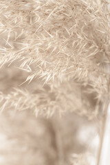 Dry brown gold soft mist effect color reed grass heads with blur background vertical