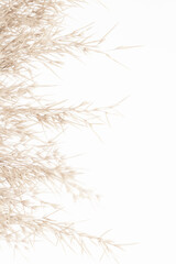 Dry neutral color rush flowers with light background and soft mist effect vertical place for text