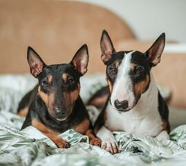Dogs laying on bed mini bullterriers