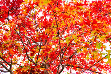 Beautiful red maple tree leaves closeup on a sunny day, autumn background.