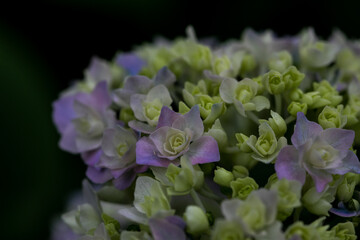 初夏のあじさいの花　千葉県多古町　日本