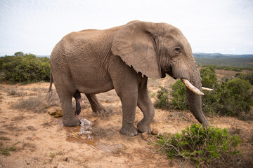 Fototapeta na wymiar elephant