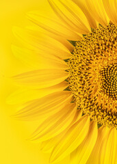 Fototapeta premium Beautiful fresh sunflowers on bright yellow background