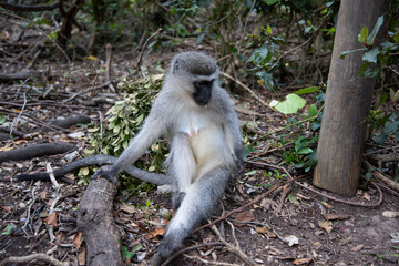japanese macaque sitting on the ground