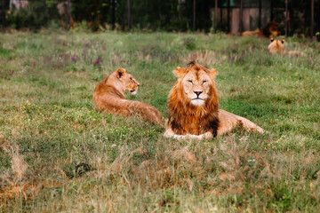 Fototapeta na wymiar Pride of African Lions, Panthera leo, in safari park.