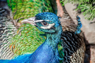 Obraz premium Common Peacock (Pavo cristatus) in park
