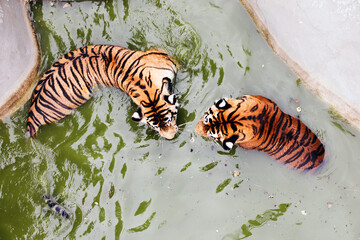 Amur tigers swimming in the pool. Portrait of a playing Amur tigers, also known as the Siberian tigers, in the safari park.
