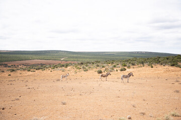 Fototapeta na wymiar wildebeest in serengeti