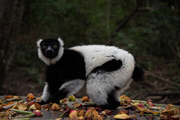 Obraz premium lemur on tree