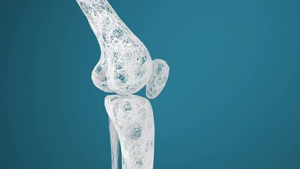 Leg bones and knees, 3d rendering.
