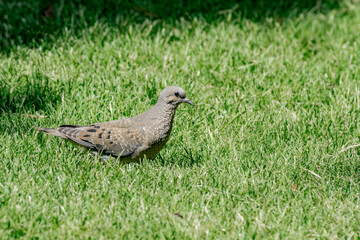 Obraz premium Eared Dove (Zenaida auriculata) in park, Buenos Aires, Argentina