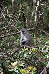 baboon sitting on a tree