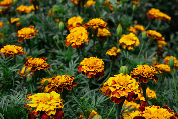 orange-yellow flower with green leaves