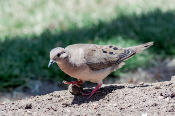 Eared Dove (Zenaida auriculata) in park, Buenos Aires, Argentina