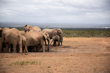 Fototapeta premium elephants in the savannah
