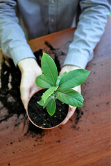 transplants plant into a pot. Home gardening or eco hobby concept. Do it yourself
