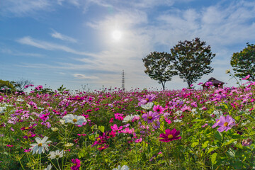 太陽の下の花畑