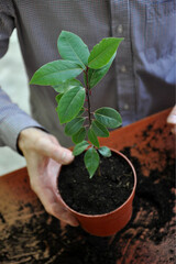 transplants plant into a pot. Home gardening, hobby concept. Do it yourself
