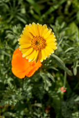 Coastal Tidy Tips (Layia platyglossa) in garden, Central Russia