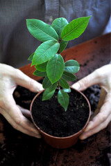 laurel plant into a pot. fertile soil, humus