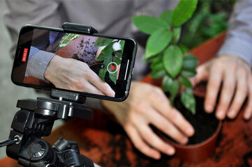 broadcasting via smartphone mounted on a tripod. video shooting for planting blog. Transplanting a houseplant into a pot. Bay leaf. Man's hands. Master Class. Online training.