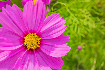 Obraz premium ピンクの花びら