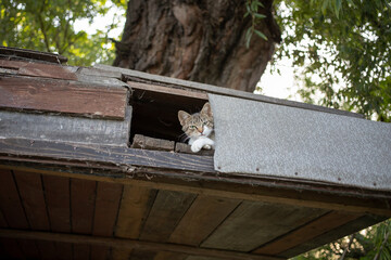 A pussycat lazing and observing from a hole in the shed roof