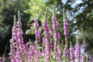 Obraz premium Purple flowers with a bee