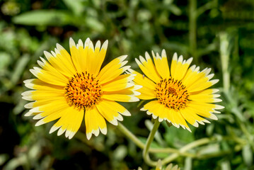 Coastal Tidy Tips (Layia platyglossa) in garden, Central Russia