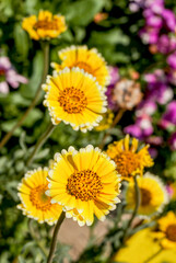 Coastal Tidy Tips (Layia platyglossa) in garden, Central Russia