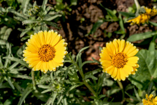 Coastal Tidy Tips (Layia platyglossa) in garden, Central Russia