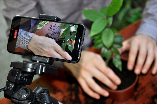 broadcasting via smartphone mounted on a tripod. video shooting for planting blog. Transplanting a houseplant into a pot. Bay leaf. Man's hands. Master Class. Online training.