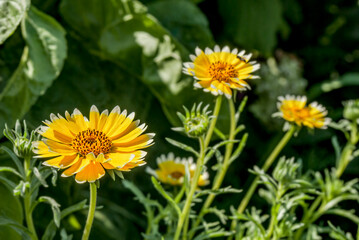 Coastal Tidy Tips (Layia platyglossa) in garden, Central Russia