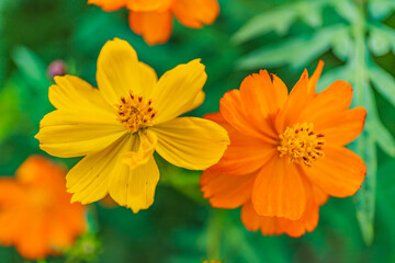 黄色とオレンジの花