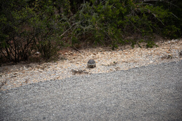 bird on the beach