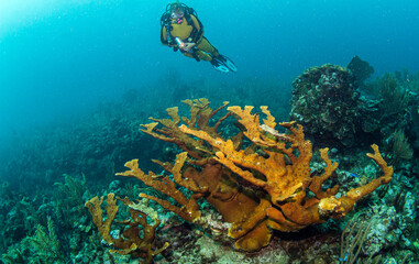 Reef Scuba Diving in Belize