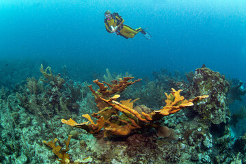 Fototapeta na wymiar Reef Scuba Diving in Belize